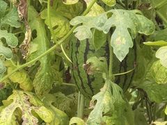 -庞各庄翠芳园西瓜蔬菜基地采摘园