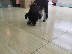 -唯美宠物生活馆(绿地国际生态城店)