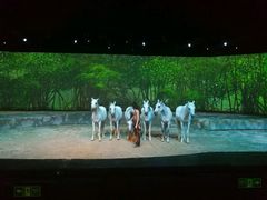 -cavalia·舞马