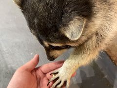 -浣熊柯尔鸭土拨鼠·电玩咖