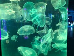 -苏州海洋馆