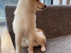 -南京Hallo宠物乐园·哈罗犬舍·柴犬繁育基地
