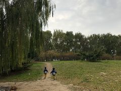 -大兴滨河森林公园