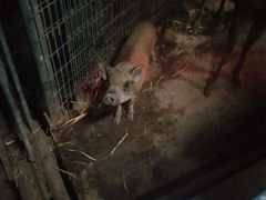 -清迈夜间动物园