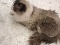 -飞行喵MR PILOT|猫舍·猫咖(静安大融城店)