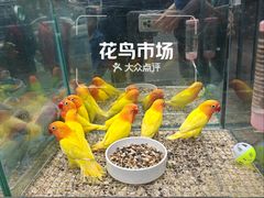 -青石桥花鸟鱼虫市场(叠翠城店)