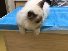 -芭比堂动物医院·犬猫全科·异宠专科(雁塔分院)