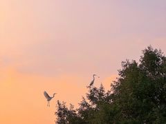 -宝安西湾红树林湿地公园