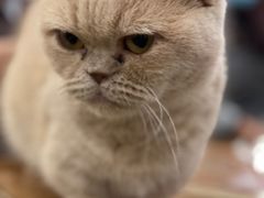 -猫小院猫主题餐厅(南锣旗舰店)