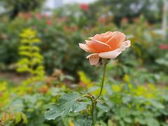 -人民公园(罗湖区)