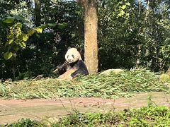 -中国大熊猫保护研究中心雅安碧峰峡基地