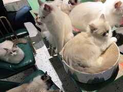 -喵喵咪呀布偶猫咖(春熙路店)