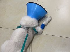 -米苏动物医院·犬猫专科·骨科外科内窥镜