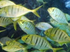 -太平洋海底世界