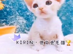 -十年猫舍·猫咪专门店(普陀店)