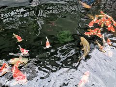 -华庭苑农家乐(旺山店)