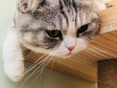 -君悦酒店·1881·北京烤鸭