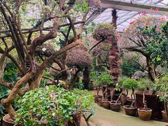 -呀路古热带植物园