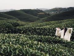 -龙坞茶村