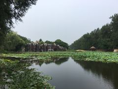 -微山湖红荷湿地景区