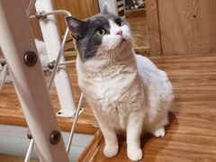 -MOCHA明星猫咖(田子坊店)