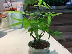-森味薪火烧•烧鸟居酒屋•日本料理(望京店)