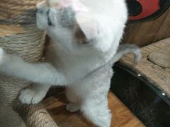 -龟与熊猫宠物公园(南坪店)