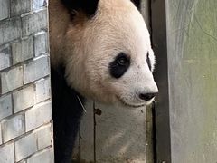 -都江堰中华大熊猫苑