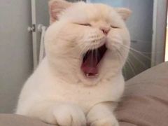 -蓝鲸·缅因猫舍