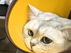 -瑞派名望24h动物医院异宠专科·猫专科·骨科·重症监护分院