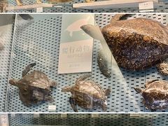 -浙江自然博物院(杭州馆)