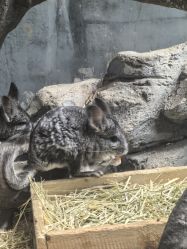 -Zoolung Zoolung动物主题公园(海信广场店)