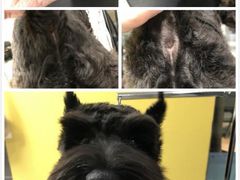 -Oh My Dog宠物沙龙(伊珊娜皮毛护理店)