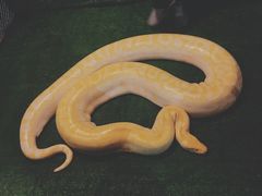 -清迈夜间动物园