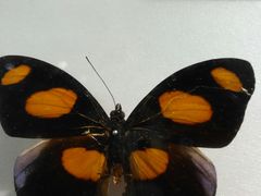 -上海昆虫博物馆