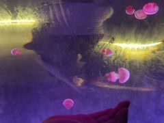 -北戴河圣蓝海洋公园