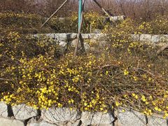 -永定河休闲森林公园