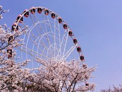 -顾村公园