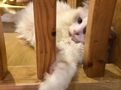 -滚猫咖啡·猫咖·猫友好撸猫(未来城店)