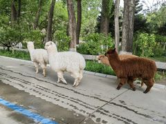 -北京野生动物园