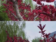 -海棠花溪(元大都城垣遗址公园)