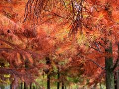 -上海海湾国家森林公园