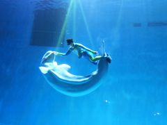 -芜湖新华联大白鲸海洋公园