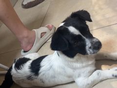 -艾贝尔宠物医院·狂犬免疫点(江山金象城店)