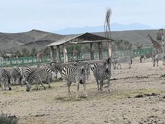 -新疆天山野生动物园