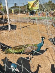 -阿菠萝小猪农场·萌宠乐园·亲子游·研学