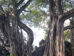 -瑞丽独树成林风景区