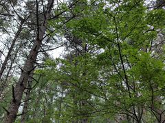 -帽儿山国家森林公园