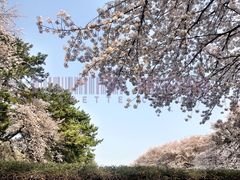 -名古屋城