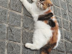 -猫岛主趣味餐厅(鼓浪屿店)